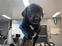BAXTER - Photo 1