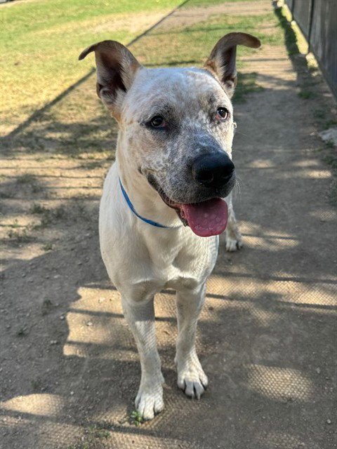 DILL - Pit Bull Terrier available for adoption