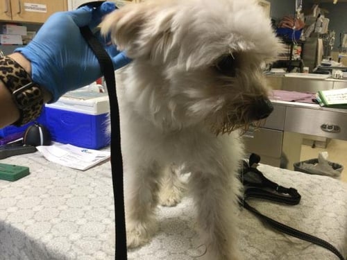 PRINGLE - Maltese available for adoption