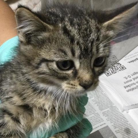 DAPHNE - Domestic Short Hair available for adoption