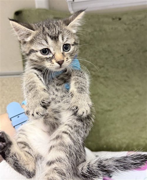 SIMON - Domestic Short Hair available for adoption