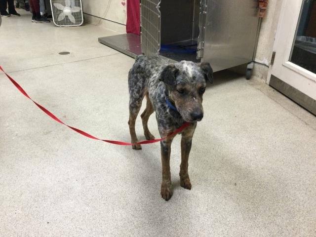 S'MORES - Australian Cattle Dog/Blue Heeler available for adoption