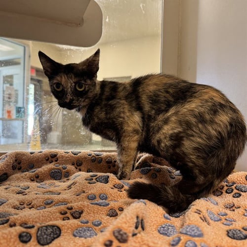 PENELOPE - Domestic Short Hair available for adoption