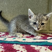 WINKY - Photo 1
