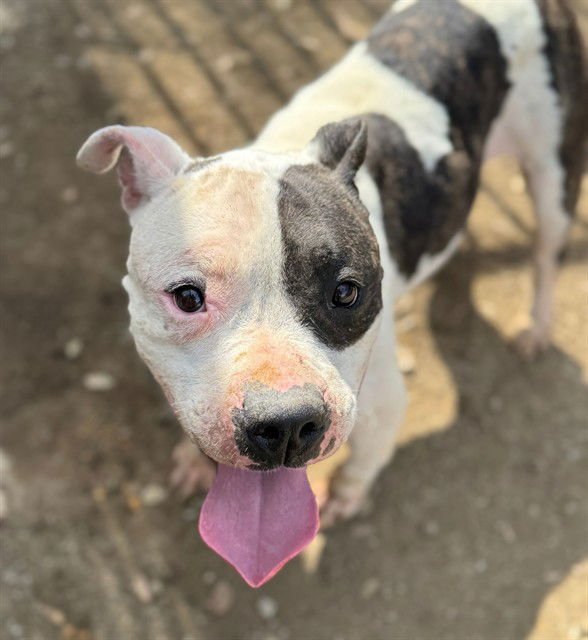 PIXIE - American Pit Bull Terrier available for adoption