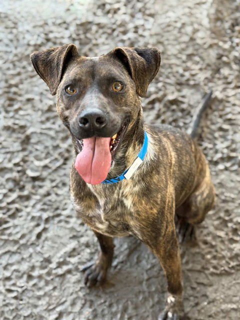 HUGO - Pit Bull Terrier available for adoption