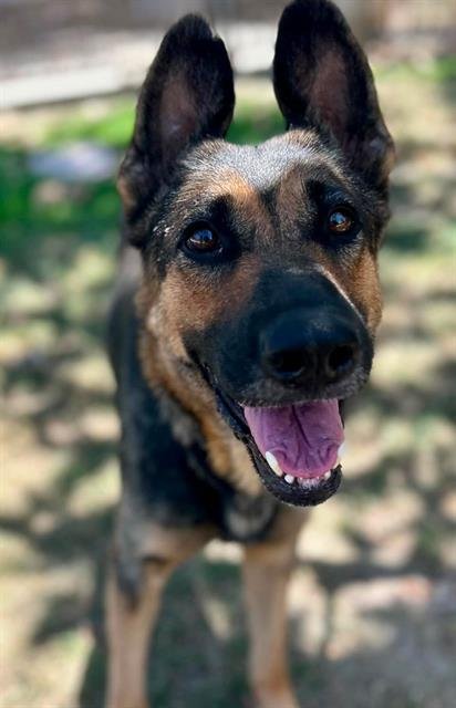 YUMA - German Shepherd Dog available for adoption