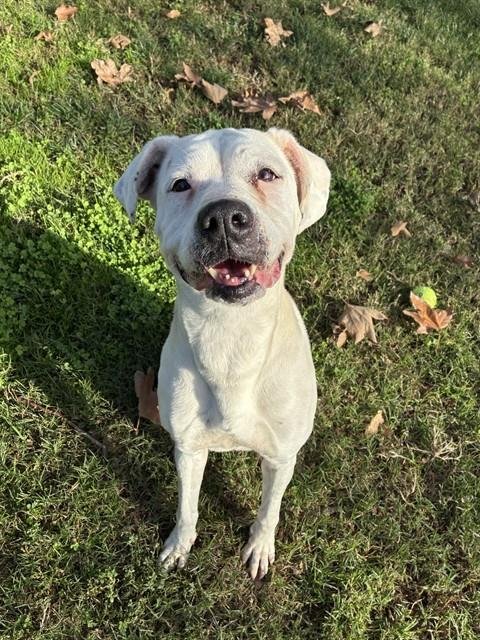 LULU - Boxer available for adoption