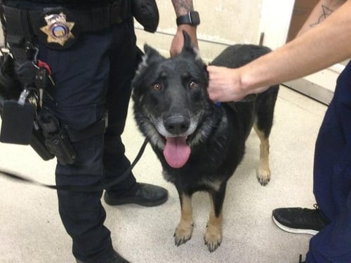 CHICO - German Shepherd Dog available for adoption
