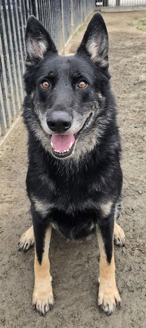 CHICO - German Shepherd Dog available for adoption