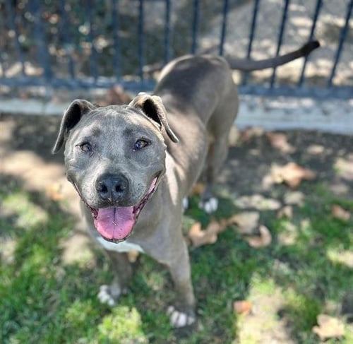 LUZ - Pit Bull Terrier available for adoption