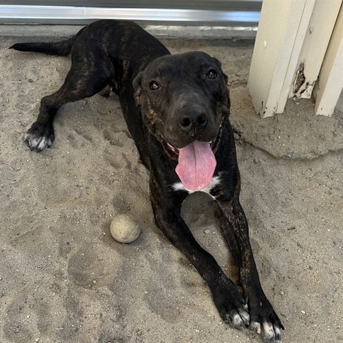 GEMMA - Pit Bull Terrier / Dutch Shepherd available for adoption
