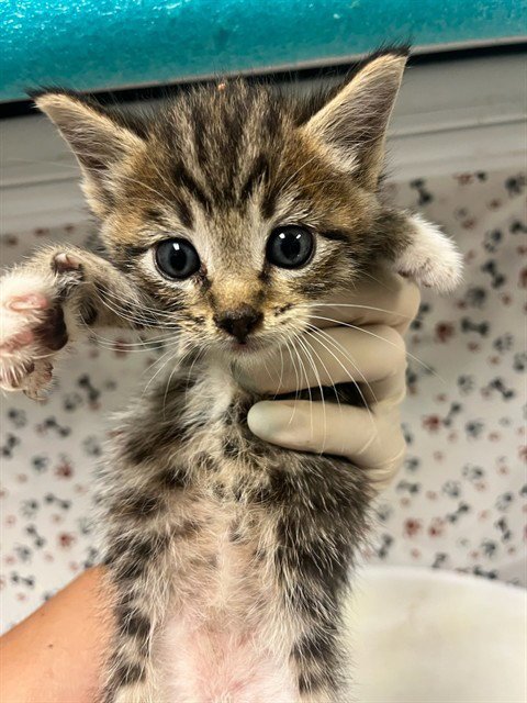 PEACH Image