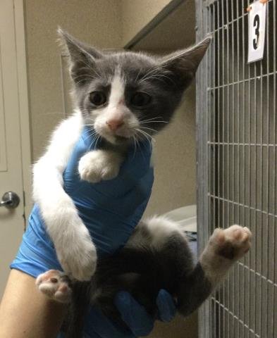 KRAMER - Domestic Short Hair available for adoption