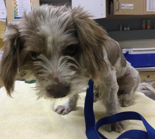 PUP - Shih Tzu available for adoption