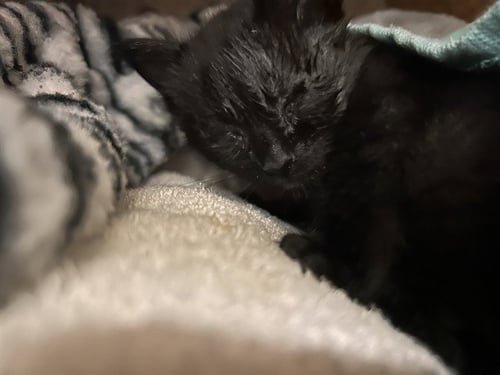 ASTRO - Domestic Short Hair available for adoption