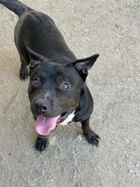 DIAMOND - Pit Bull Terrier available for adoption