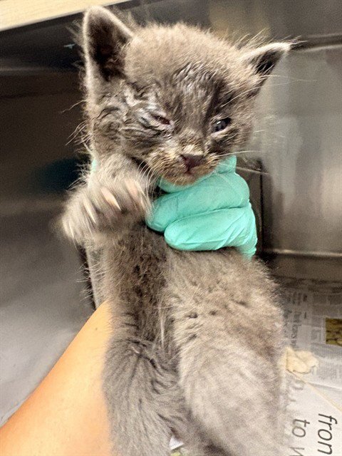 A1913939 - Domestic Short Hair available for adoption