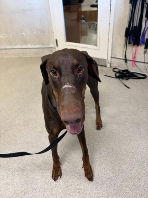SNOOP - Doberman Pinscher available for adoption