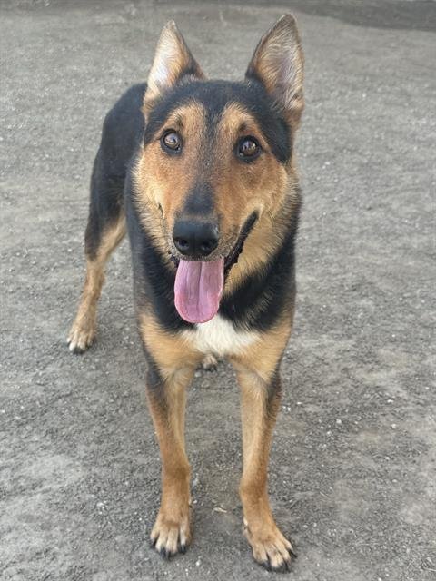 KIT - German Shepherd Dog available for adoption