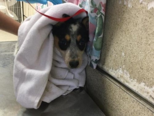 LIMON - Australian Cattle Dog/Blue Heeler available for adoption