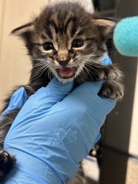 PEPITO - Domestic Short Hair available for adoption