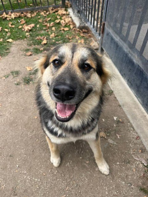 BELLIE - German Shepherd Dog available for adoption