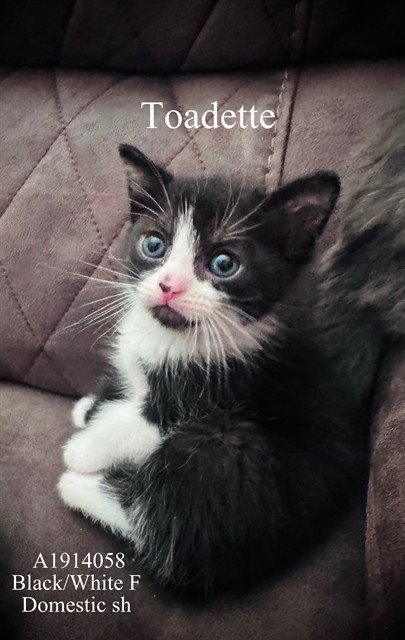 TOADETTE - Domestic Short Hair available for adoption