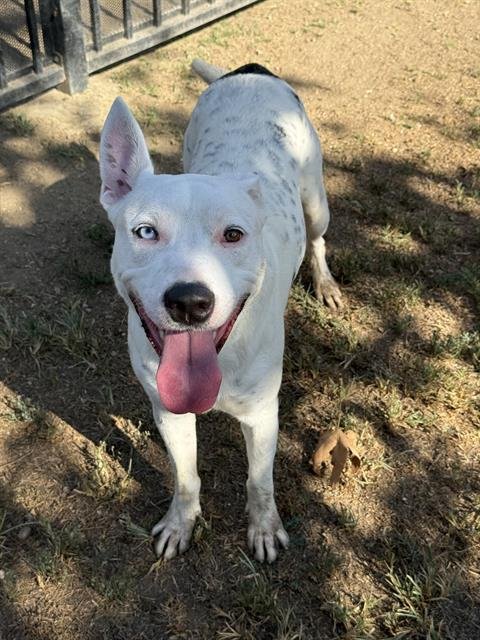 KLONDIKE - Pit Bull Terrier available for adoption