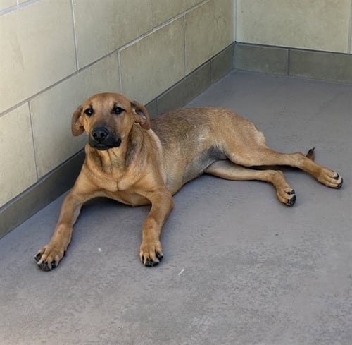 PIPER - German Shepherd Dog available for adoption
