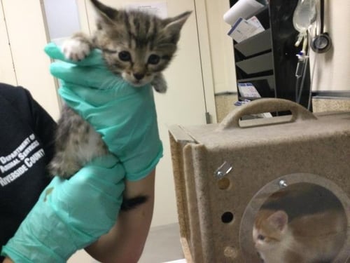 TOT - Domestic Short Hair available for adoption
