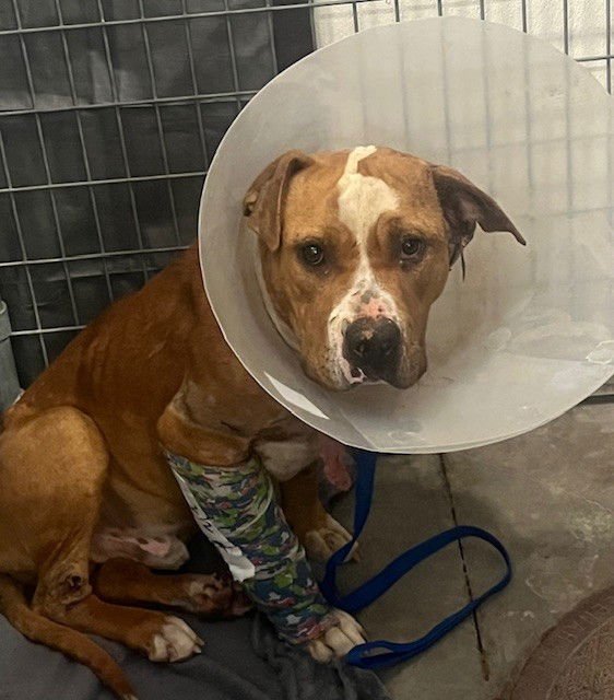 MADIX - Pit Bull Terrier available for adoption