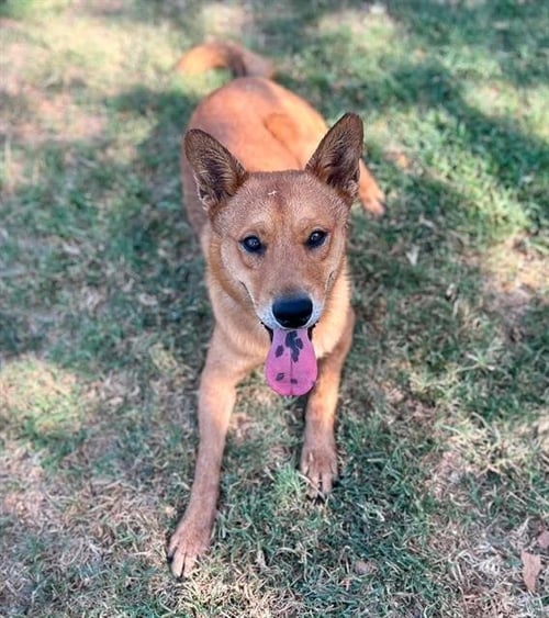 COPPER - Chow Chow available for adoption