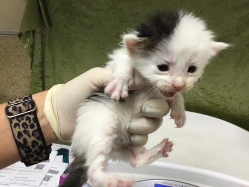 CLAM CHOWDER - Domestic Short Hair available for adoption