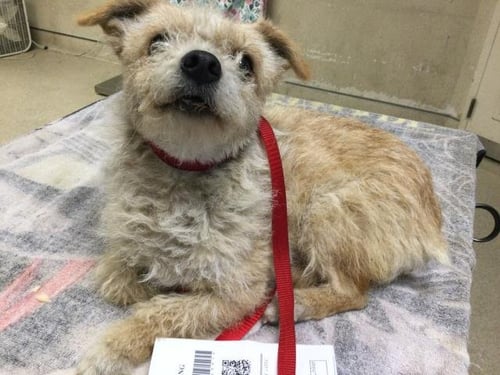MRS. SCRUFF - Terrier available for adoption