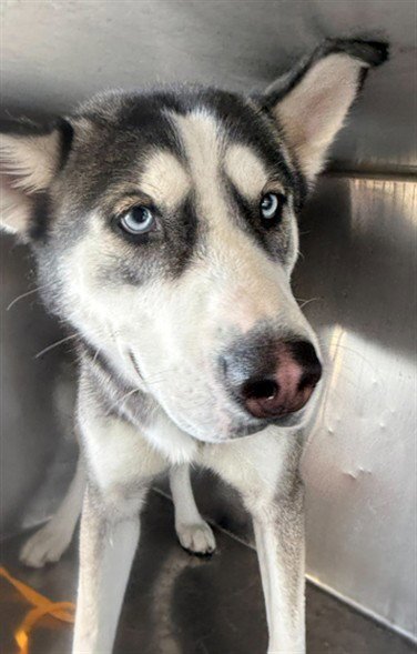 ROSY - Siberian Husky available for adoption