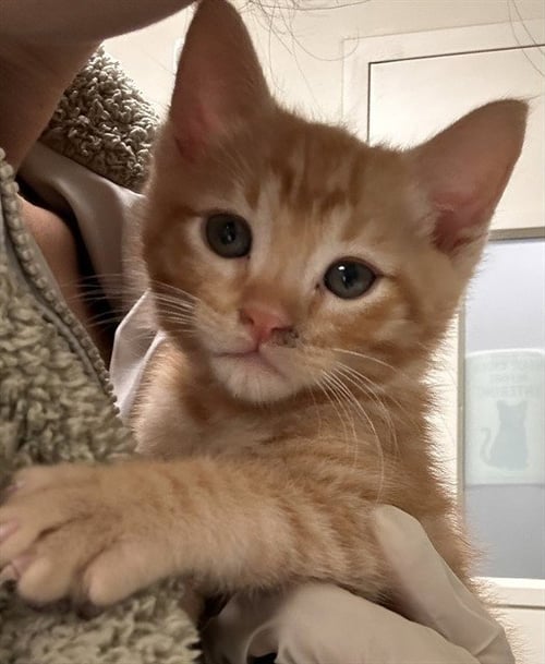 SAMMIE - Domestic Short Hair available for adoption