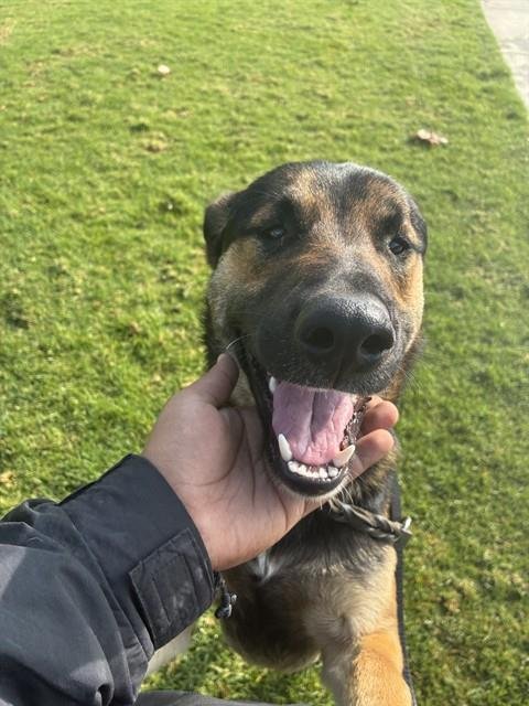 ROYCE - German Shepherd Dog available for adoption