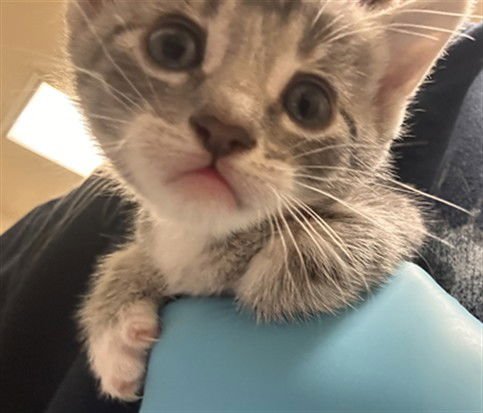 RICKON - Domestic Short Hair available for adoption