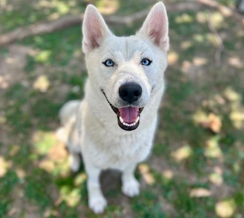 SNOWY - Siberian Husky available for adoption