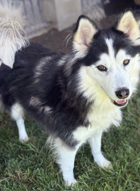 LOVEBUG - Siberian Husky available for adoption