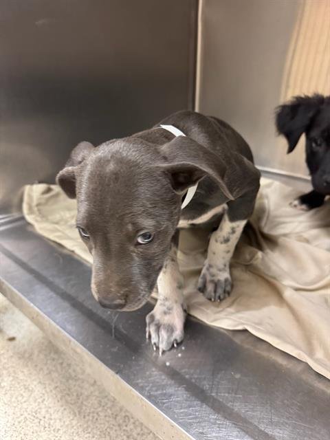 A1882016 - Pit Bull Terrier available for adoption