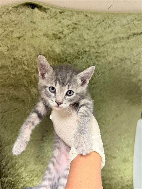 MIKE - Domestic Short Hair available for adoption