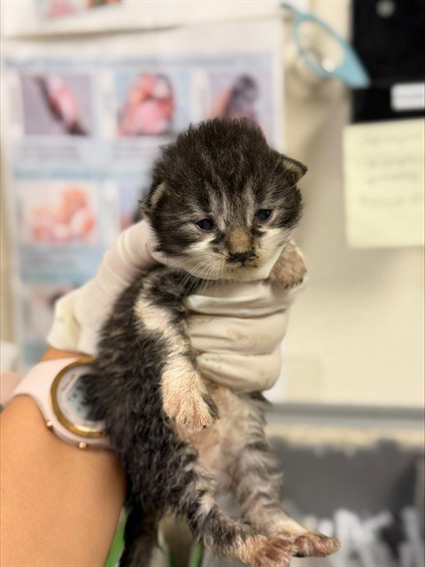 ESTRELLA - Domestic Short Hair available for adoption