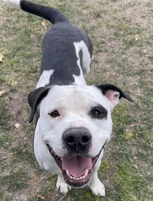 BUGGY - American Pit Bull Terrier available for adoption