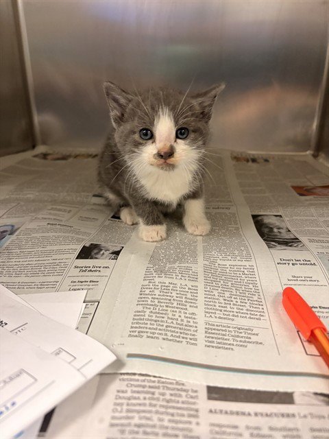 LARRY - Domestic Short Hair available for adoption