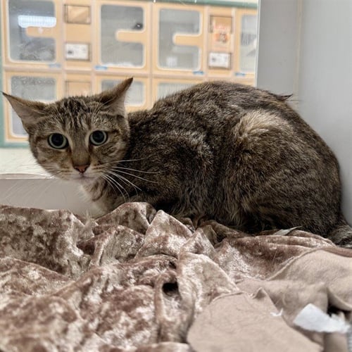 SHANNON - Domestic Short Hair available for adoption