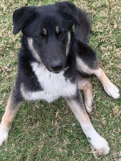 SNICKER - German Shepherd Dog available for adoption
