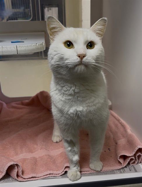 CASPER - Domestic Short Hair for adoption in Riverside