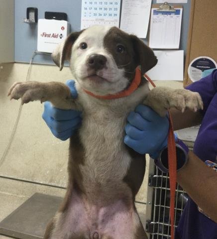 COOKIE - Pit Bull Terrier available for adoption
